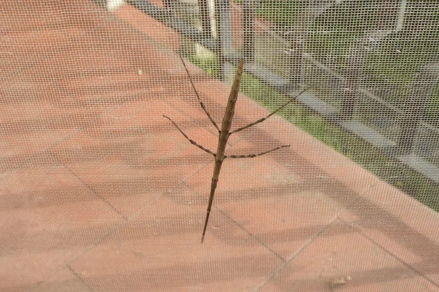 Pleated insect screen drawn across a wide glazed door opening